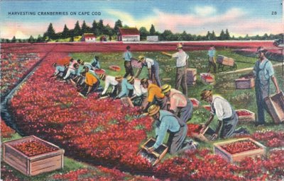Cranberry Harvest.jpg