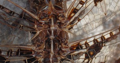 Filigree Skimmer