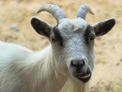 Goat with smile