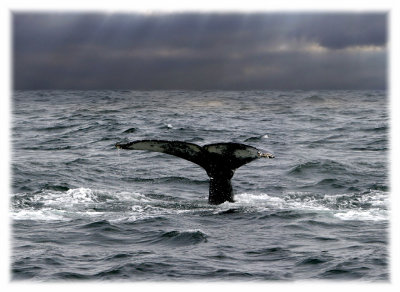 whale storm.jpg