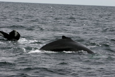 IMG_7575duplicate.jpg