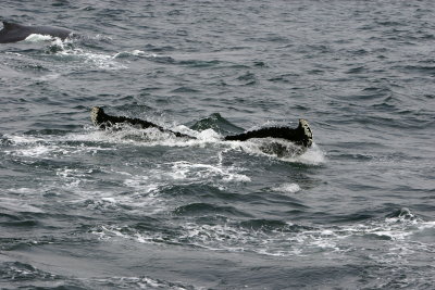 IMG_7593duplicate.jpg