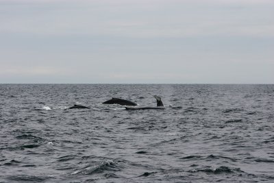 IMG_7613duplicate.jpg