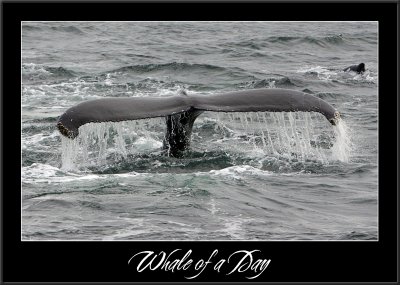 whale_poster_fr.jpg