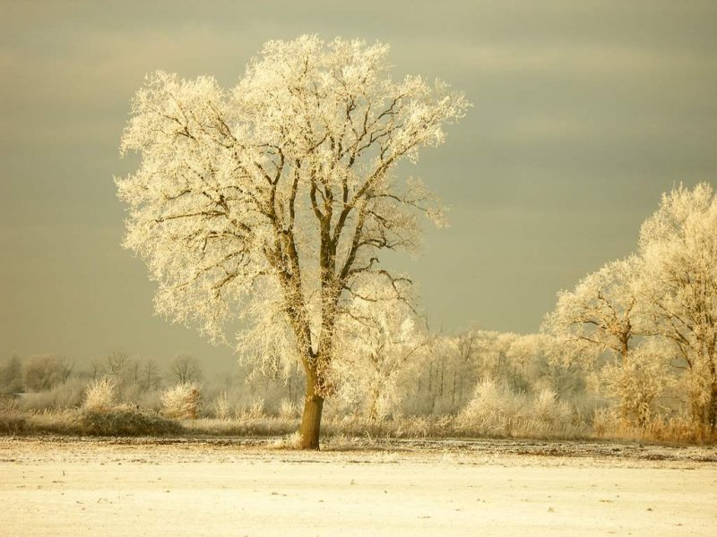 A frozzy day around Ruinen (2)