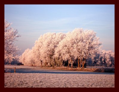 Frost december-1.jpg