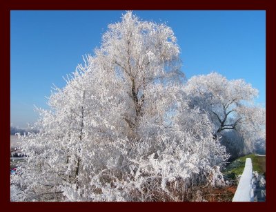 Frost december-3.jpg