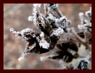 Seeds in early snow.jpg