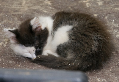 Phantom asleep