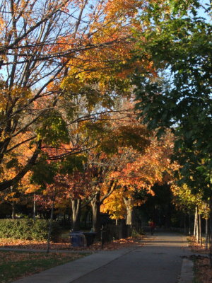 Fall in the park
