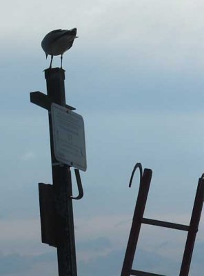 gull and ladder