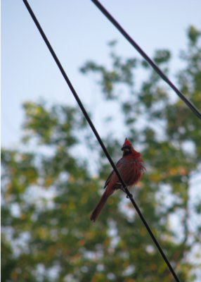Cardinal on a wire