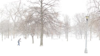Winter in the Park - Toronto