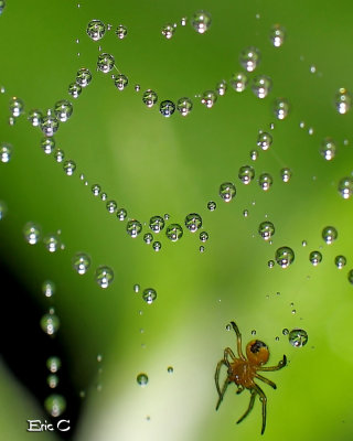 Une araigne amoureuse...Je suppose :)