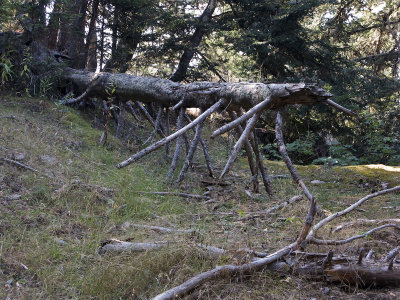 L'arbre mille pattes