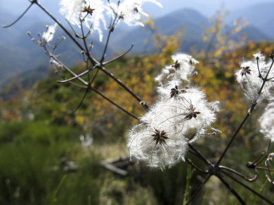 La cime de Colettes . 39.jpg