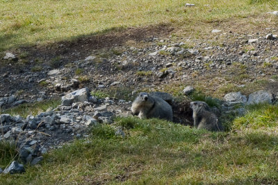 Couple de marmottes, gentilles les marmottes