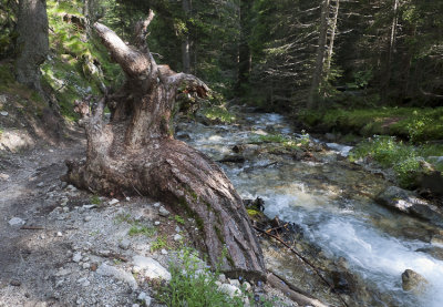 Souche de montagne