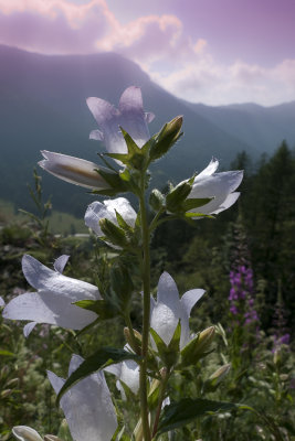 Ambiance florale