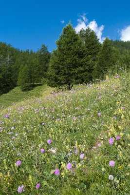 Des fleurs par milliers