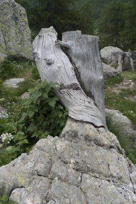 Greffe d'arbre sur un rocher, elle a pas prit !!!!