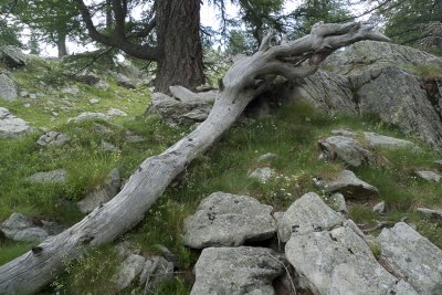 Arbre mort