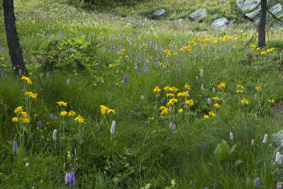 Prairie de montagne