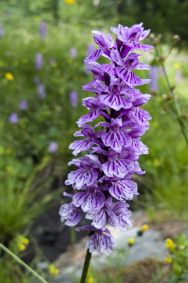 Orchidée qu'il a dit Polochon ...