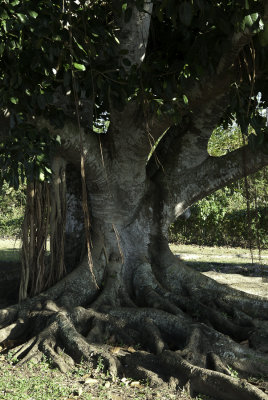 L'arbre majestueux
