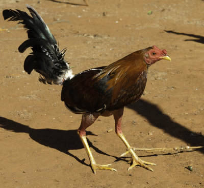 Coq de combat