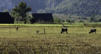 Campagne de Vinales