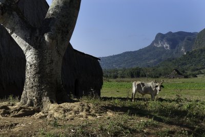 Un zbu ...... peut tre ?
