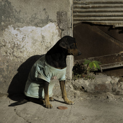 Un chien acteur , il ne l'a pas enfil tout seul son tee shirt !!!!