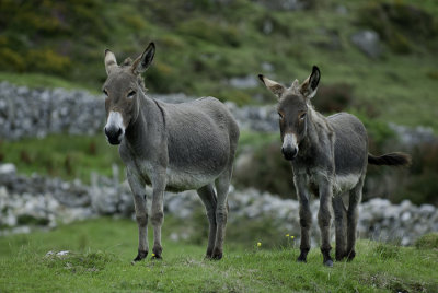 Deux gris