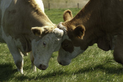 Ben oui, z'ont des vaches en Irlande ....