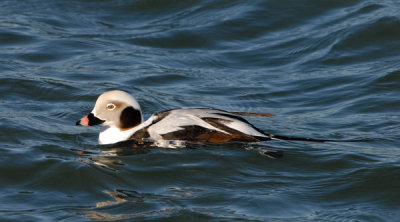 Oldsquaw  (Long-tailed Duck)