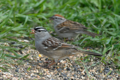 (with Chipping Sparrow)