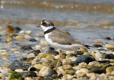 Selmipalmated Plover