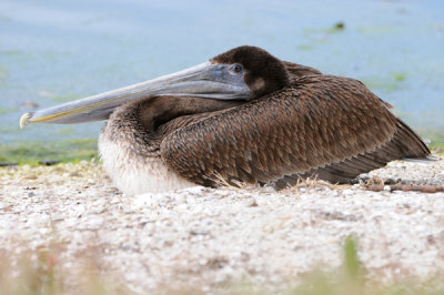 Brown Pelican (juvenile)