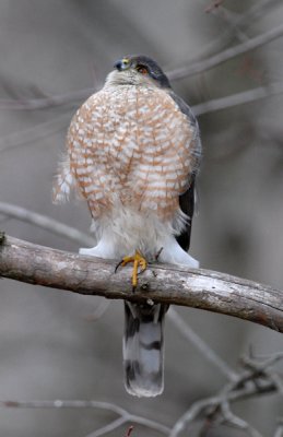 Cooper's Hawk