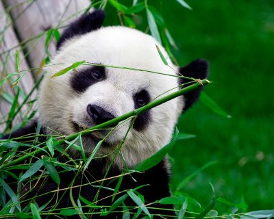 Peek-a-Bamboo
