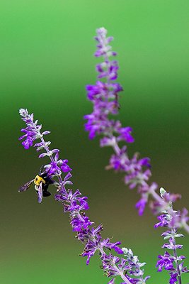 Purple Wings