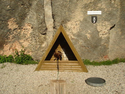 A Falcon on grounds