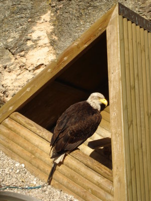 A bald eagle