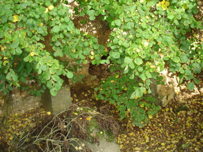 DSC03039.JPG