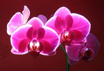 Orchids