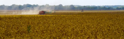 Harvesting Corn 2