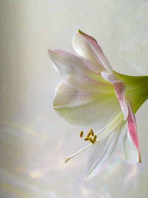 Winter Bloom