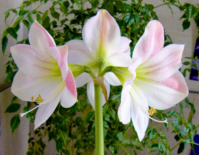 An Amaryllis in Winter