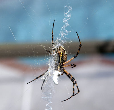 Spider DSC_2320